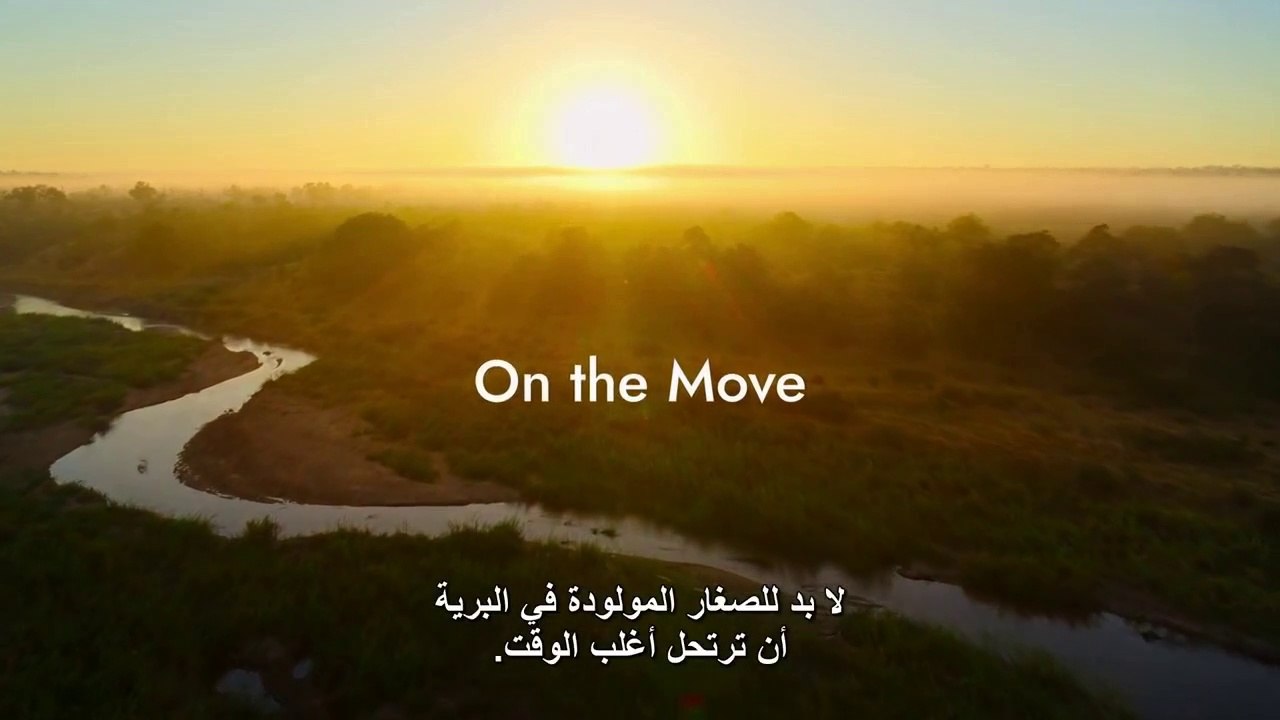 Wild Animals Junior Series | Episode 3: On the move سلسلة صغار الحيوانات البرية | الحلقة 3: الترحال
