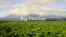 Wild Animals Junior Series | Episode 4: big families  | سلسلة صغار الحيوانات البرية | الحلقة 4:  العائلات الكبيرة