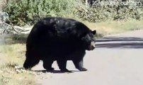 Cet ours est prêt pour l'hiver