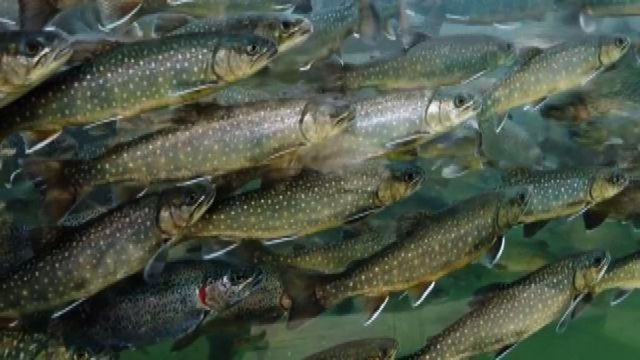 Più pesce in tavola, consumatori attenti anche alla sostenibilità