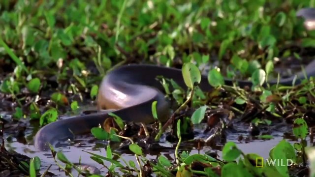 Anaconda Devours Huge Meal _ Monster Snakes