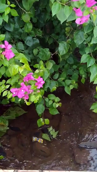 waterfall view #daily video #like and follow my channel please...
