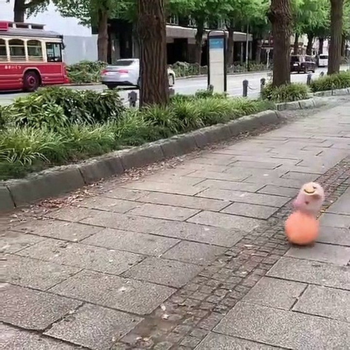 super drive animal #short #animal #funny