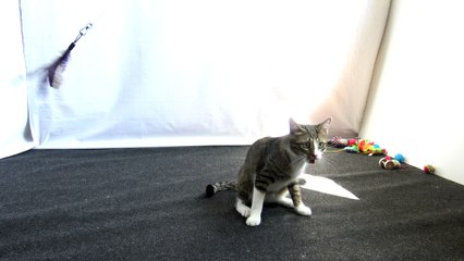 Kitten Jumps to Catch the Toy