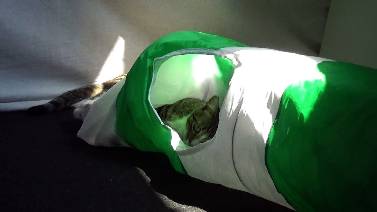 Kitten Likes His Cat Tunnel