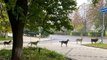 Ukraine: Displaced dogs and cats form orderly queue after feeding station installed in Kramatorsk