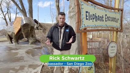 The Cancer Cure Could Be Helped By This Physically-Fit Elephants