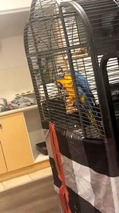 Macaw Reacts to Disappearing Act