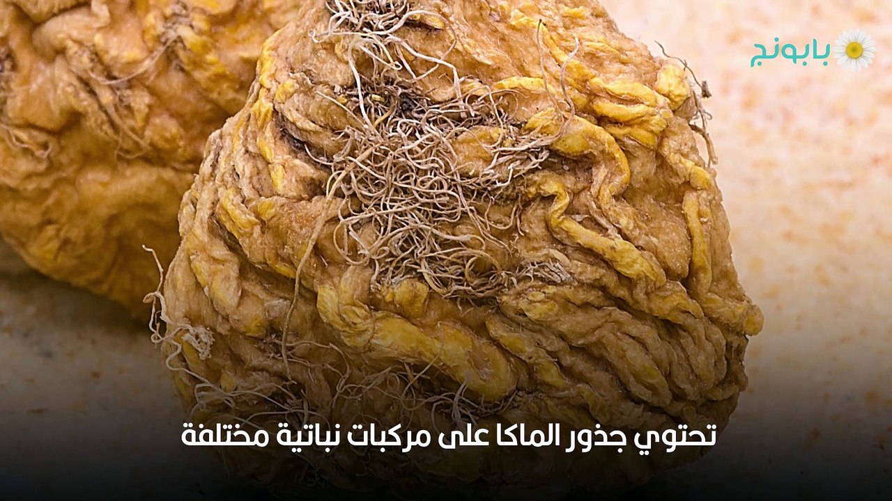 جذور عشبة الماكا فوائدها وأضرارها وطرق استخدامها