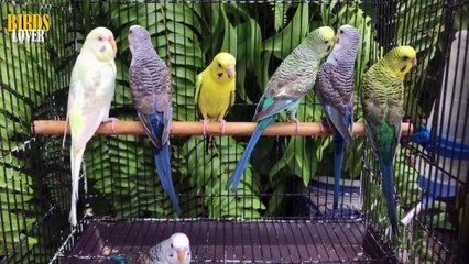 breeding pair must be like this