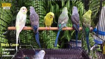 How to produce Blackface and blackwing, black Budgies