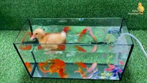 Baby Duck Duckling, Goldfish, Koi Carp Fish - cute baby animals videos …XYZ