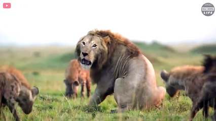 The Most Ruthless Survival Battles Of The Lion King   Wild Animal Life