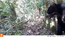 Avistan osos de anteojos en reserva natural de Perú