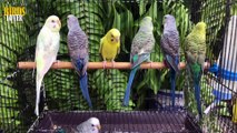 Budgies birds diseases and its syptoms