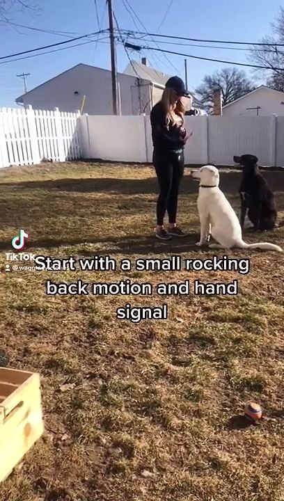 Dog_Training_Tips_-_Smart_Dog_Videos_#shorts(720p)