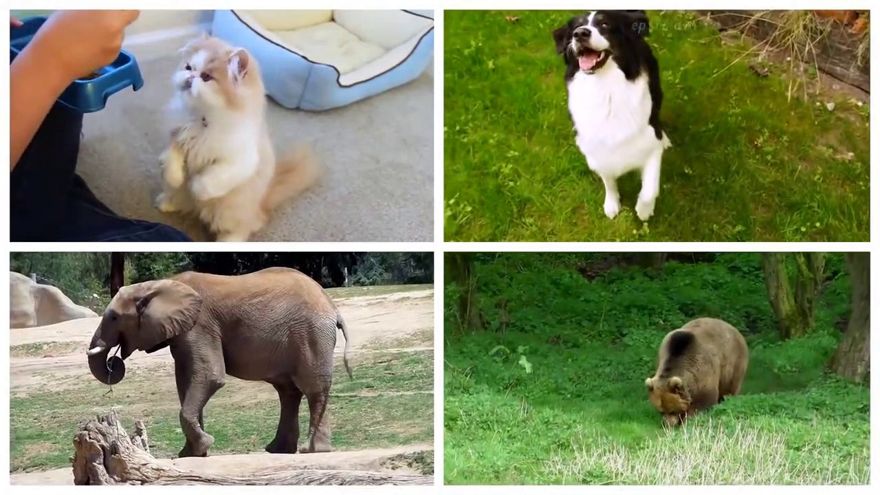 Animals for Kids to Learn - 100 Animals for Kids, Toddlers and Babies in English - Educational Video