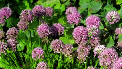 Sarah Beeny's New Life in the Country - Se1 - Ep06 HD Watch HD Deutsch