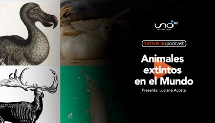 NTV Podcast Ep. 56: Animales en peligro de extinción