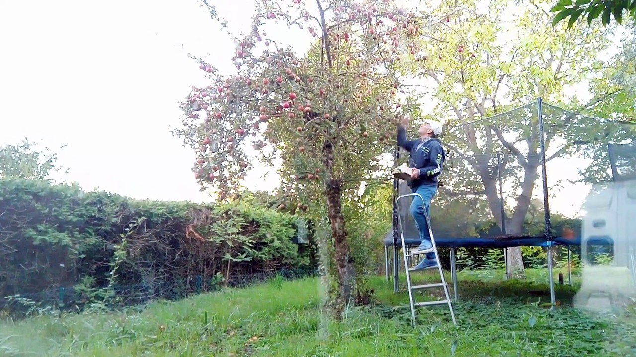 Äpfel pflücken