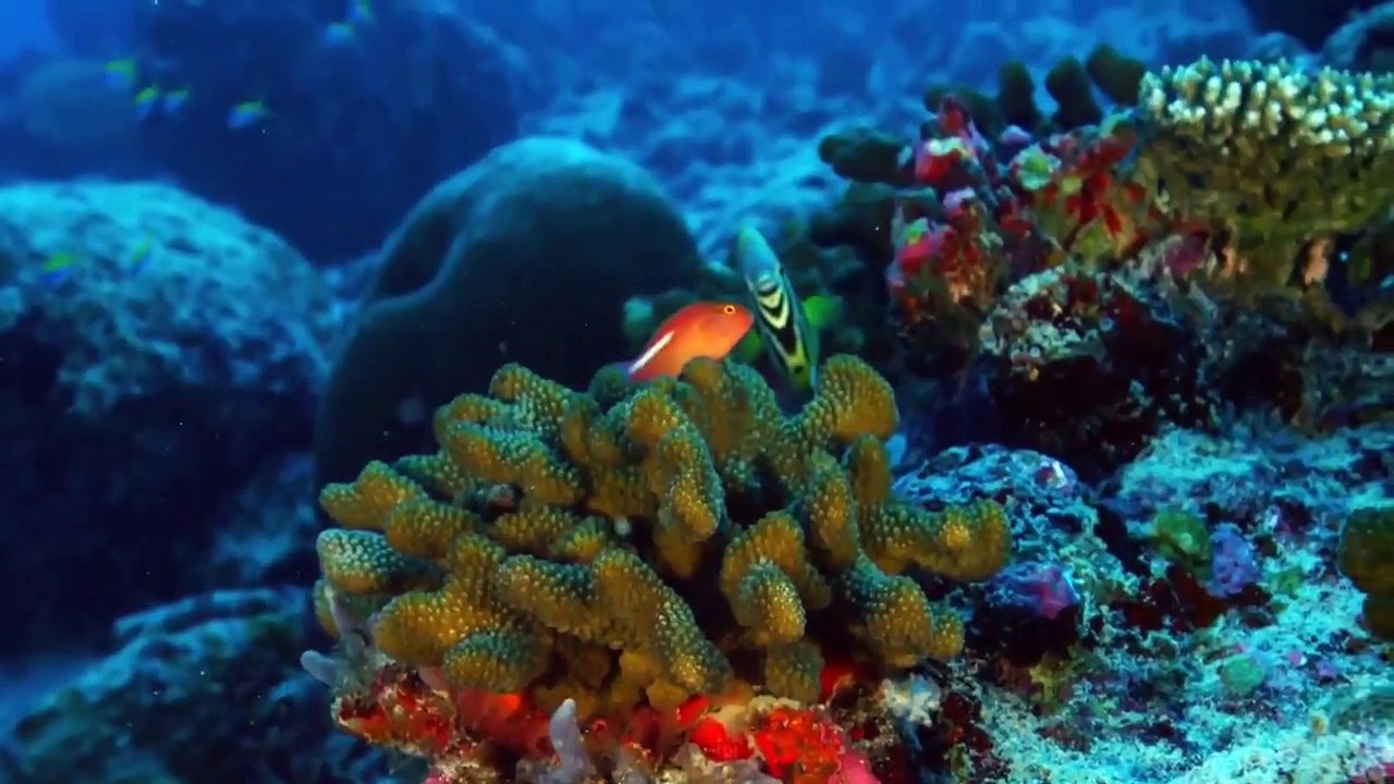 Extinct or Alive - Se1 - Ep09 - The Pondicherry Shark HD Watch HD Deutsch