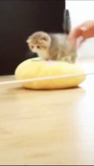 The funniest animals / Fun with cats and dogs 2022