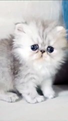 99% LOSE  Try Not To Laugh  Funniest Cats and Dogs