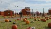 Fall foliage, the end of beach season and pumpkin villages: Your Prime Cuts