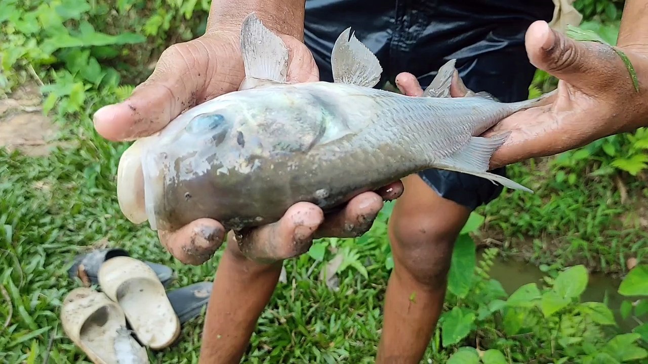 Big fish katla