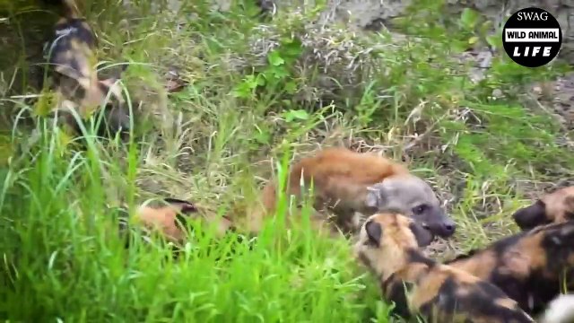 Scary ! Hyena Gets Tragic End When Stealing Lion's Prey Wild Animal Life