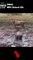 leopard attack wildebeest in the mud #animal #shorts #shortvideo #animals