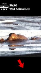 hippo attack impala in the mud #animal #shorts #shortvideo #animals