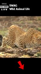 leopard fight baboon to the death #animal #shorts #shortvideo #animals