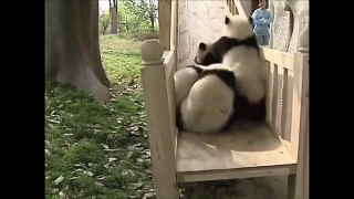 Cute Animals - Cute Baby Panda Videos Compilation 2021_ aww animals _ cutevideo_ shorts_