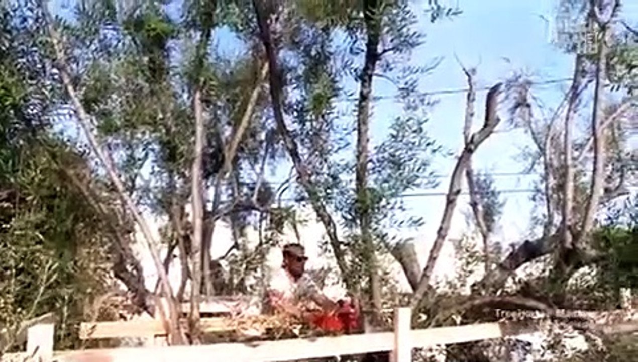 Treehouse Masters - Se1 - Ep02 HD Watch HD Deutsch