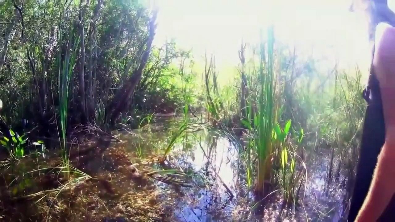 Guardians of the Glades - Se2 - Ep04 - Choke Point HD Watch HD Deutsch