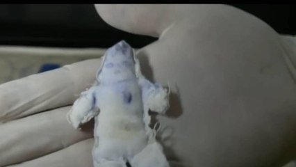 El doloroso testimonio de vecinos del niño desaparecido en posible ritual satánico