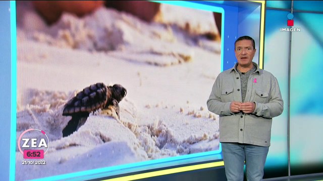 Liberan a más de mil tortugas marinas en playas de Puerto Vallarta