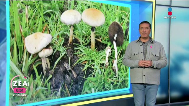 Senadora alista iniciativa para reclasificar los hongos alucinógenos como terapéuticos