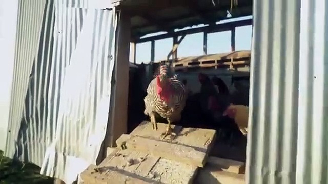 Vice - Se4 - Ep05 - Meathooked $$ End of Water HD Watch HD Deutsch