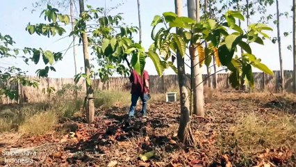 WOW Tes Senapan Tembus Kaleng Cat gejluk Dual Power 25/60