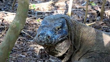 World's largest lizard encountered in the wild on Komodo Island