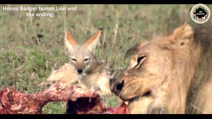 Honey Badger - Fear No One, Even The Most Venomous Lion and Snake   Wild Animal Life