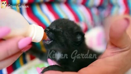 adorable kitten प्यारा बिल्ली का बच्चा