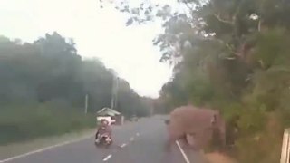 पापा की परी से बेचारे हाथी ने कैसे जान बचाई। #viral #trending #funny