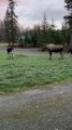 Mama Moose Puts Baby in Their Place