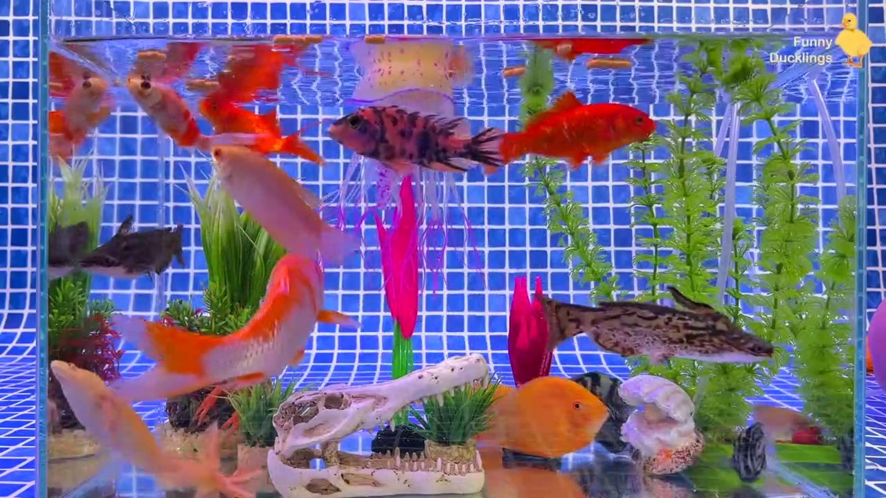 Duckling, Lobster, Butterfly Fish, Frog, Snake, Goldfish, Koi Fish,@XYZ