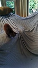 Kitten Pounces Around Blanket Fort