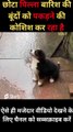 Little Puppy Trying to Catch Raindrops... #babydog #funnydogs #funniest
