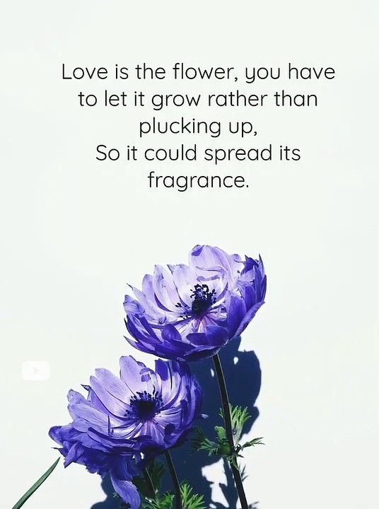 #love #flowers #let #it #grow & #spreadlove #fragrance #motivational #shorts #explore #souvenir